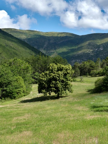 Grand tilleul dans un champ de la vallée de Raton, marquant l'emplacement d'une ferme rasée.
