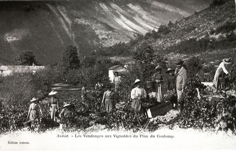 Annot. - Les vendanges aux vignobles du Plan de Coulomp. 1er quart du 20e siècle.