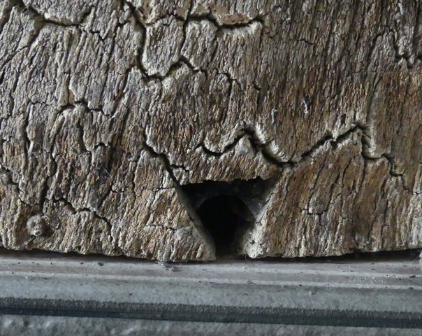 Encoche pour l'entrée des abeilles.