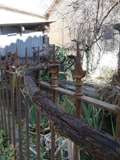 Treille de vigne sur la barrière du bassin.