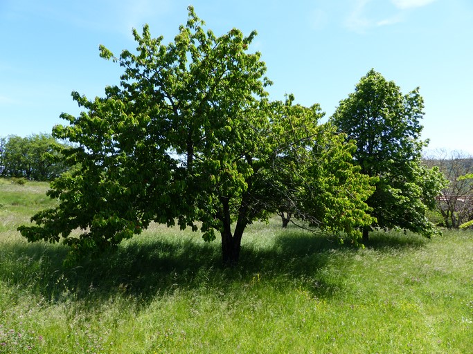 Pré complanté de cerisiers et tilleuls, quartier de La Grange Neuve.