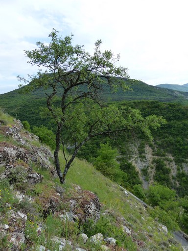 Amandier sur le versant ouest du village de Pomet.